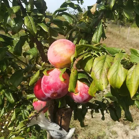 Lira Lantställe Aljezur